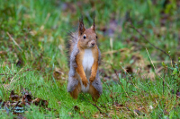 Ecureuil roux et gris