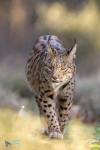 Lynx ibérique ou pardelle