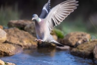 Pigeon ramier - Palombe