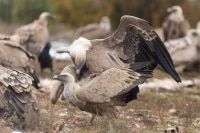 Vautour fauve. Accouplement