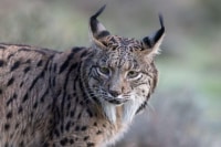 Lynx ibérique ou pardelle