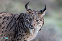 Lynx ibérique ou pardelle