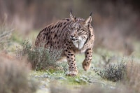 Lynx ibérique ou pardelle