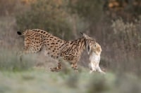 Lynx ibérique ou pardelle