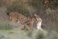 Lynx ibérique ou pardelle