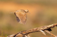 Cochevis de Thékla.