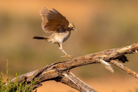 Cochevis de Thékla.