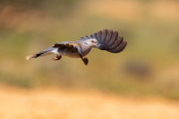 Tourterelle des bois