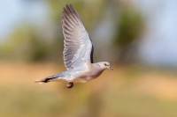 Tourterelle des bois