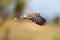 Tourterelle des bois