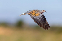 Tourterelle des bois