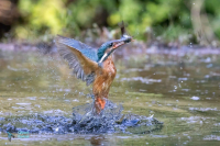 Martin-pêcheur d'Europe