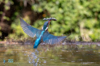 Martin-pêcheur d'Europe