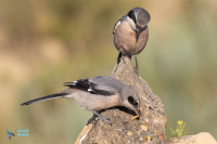 Pie-grièche méridionale