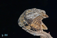 Hibou grand-duc d'Europe