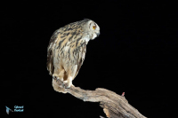 Hibou grand-duc d'Europe