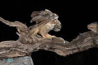 Hibou grand-duc d'Europe