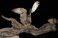 Hibou grand-duc d'Europe