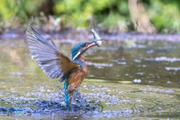 Martin-pêcheur d'Europe