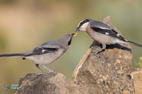 Pie-grièche méridionale