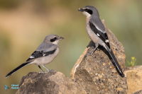 Pie-grièche méridionale