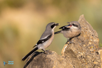 Pie-grièche méridionale