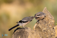 Pie-grièche méridionale