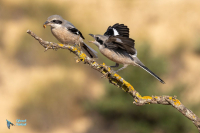 Pie-grièche méridionale