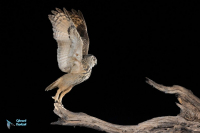 Hibou grand-duc d'Europe