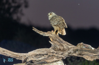 Hibou grand-duc d'Europe