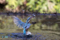 Martin-pêcheur d'Europe