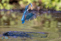 Martin-pêcheur d'Europe