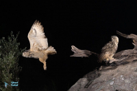 Hibou grand-duc d'Europe