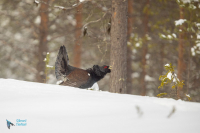 Grand tétras.  Parade.