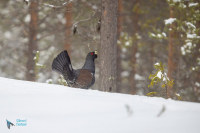 Grand   tétras.  Parade