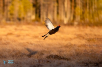 Tétras lyre. Envol au lever du soleil