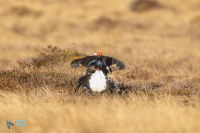 Tétras lyre. Parade