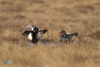 Tétras lyre. Parade