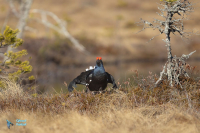 Tétras lyre. Parade
