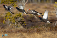 Tétras lyre. Envol (montage)