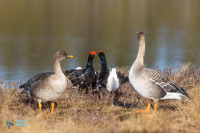 Tétras lyre et oie des moissons