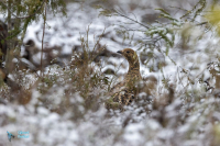 Femelle grand tétras