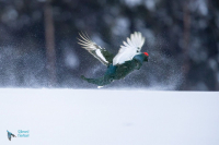 Tétras lyre. Saut de parade