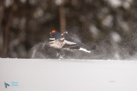 Tétras lyre. Saut de parade