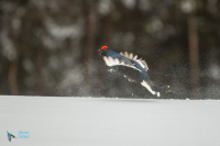 Tétras lyre. Saut de parade