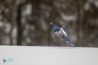 Tétras lyre. Saut de parade