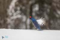 Tétras lyre. Saut de parade