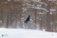 Grand  tétras.  Saut de parade