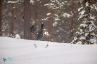 Grand tétras.  Parade.