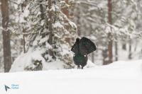 Grand tétras.  Parade.
